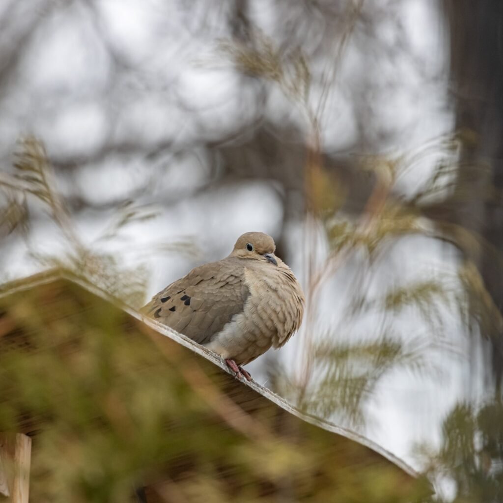 Mourning Dove