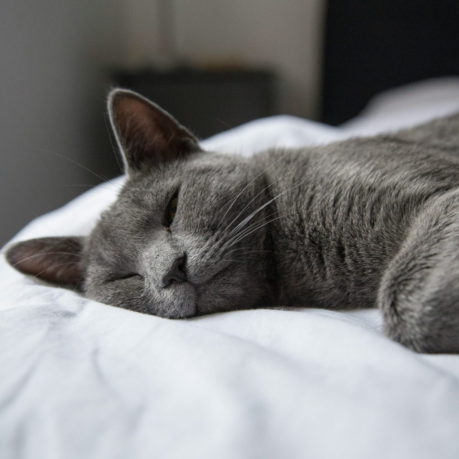 Russian Blue Cat: Beyond Beauty