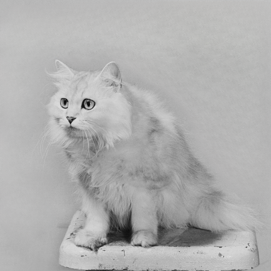 Turkish Angora Cats: Playful Charmers