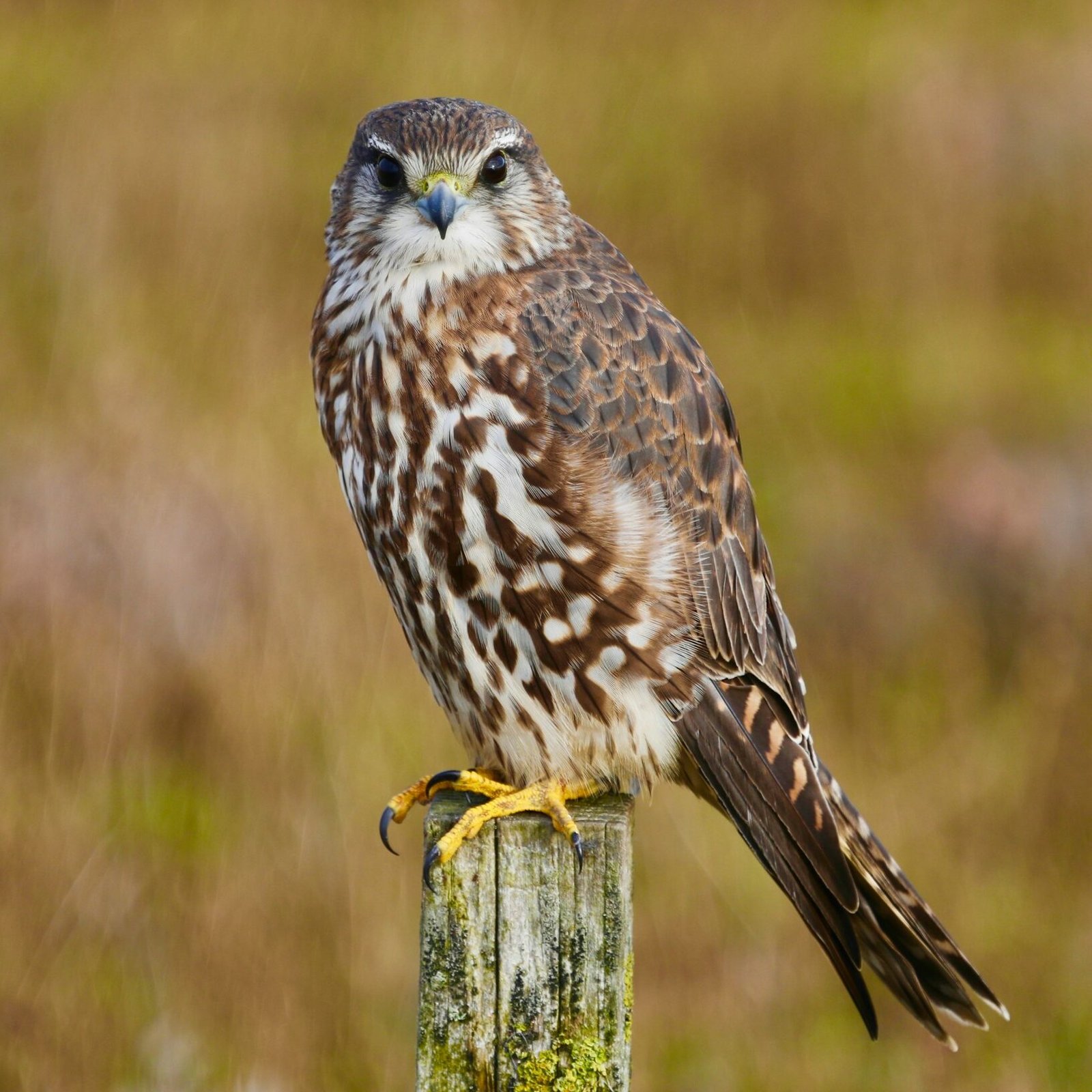 Merlin Birds: The Sleek Predators of the Avian Kingdom